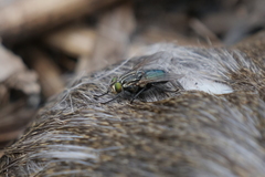 Sarconesia chlorogaster