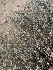 Brickellia incana