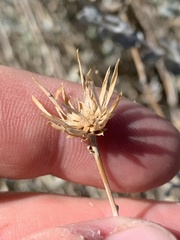 Brickellia incana