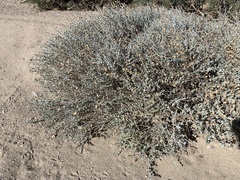 Brickellia incana