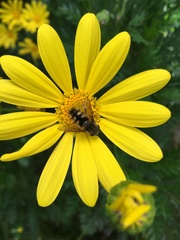 Dolichogyna chilensis