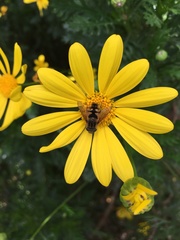 Dolichogyna chilensis