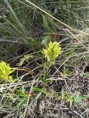 Castilleja lutescens