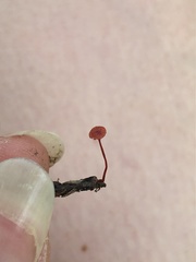 Cruentomycena viscidocruenta