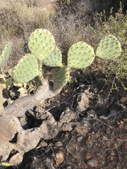 Opuntia × occidentalis