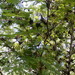 Acacia hindsii - Photo (c) Neptalí Ramírez Marcial, some rights reserved (CC BY), uploaded by Neptalí Ramírez Marcial