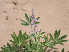 Lupinus multiflorus