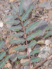 Mimosa tweedieana