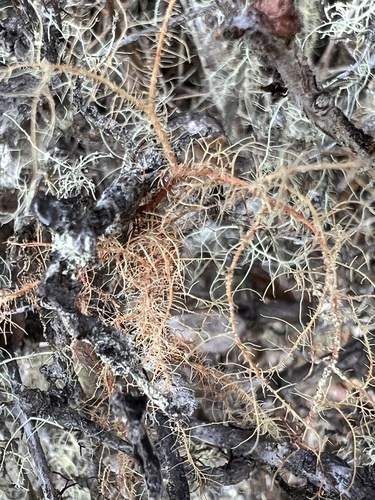Usnea rubicunda, 2021-10-27