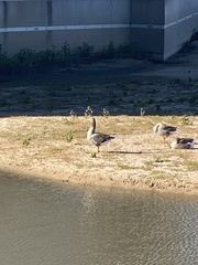 Anser anser domesticus