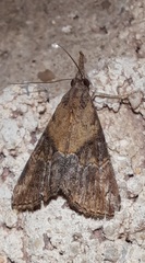 Hypena minualis