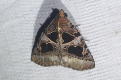 Athyrma adjutrix