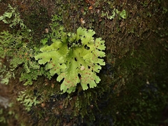 Pseudocyphellaria glabra