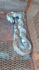 Python brongersmai