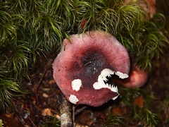 Russula roseopileata