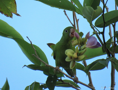 Brotogeris chiriri