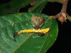 Phrynarachne ceylonica