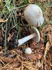Inocybe pudica