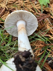 Inocybe pudica