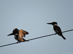 Chloroceryle amazona