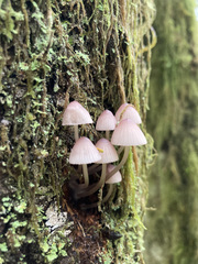 Mycena bulliformis