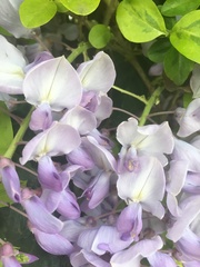 Angiospermae
