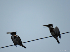 Chloroceryle amazona