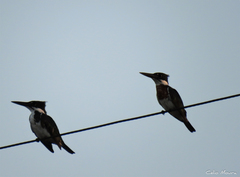 Chloroceryle amazona