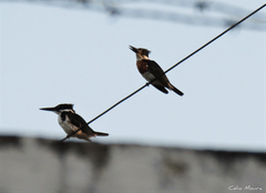 Chloroceryle amazona