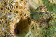 Lichenopora