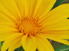Tithonia diversifolia