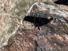 Trimerotropis pallidipennis