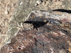 Trimerotropis pallidipennis