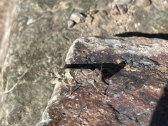 Trimerotropis pallidipennis