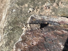 Trimerotropis pallidipennis