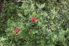 Kunzea baxteri