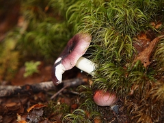 Russula roseopileata