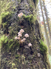Mycena bulliformis