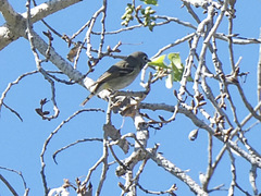 Vireo cassinii