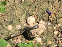 Argia immunda
