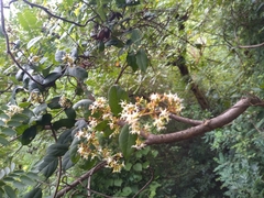 Ichnocarpus frutescens