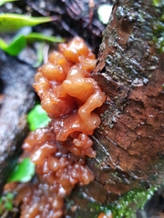 Tremella vesiculosa