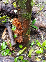 Tremella vesiculosa