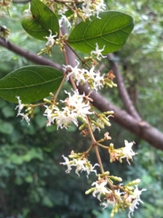 Ichnocarpus frutescens