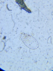 Euglypha