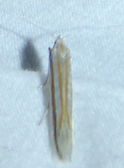 Ypsolopha cockerella