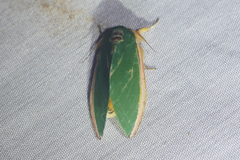 Moresa costalis