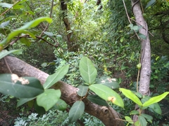 Ichnocarpus frutescens