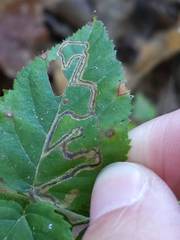 Stigmella villosella
