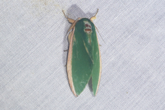 Moresa costalis